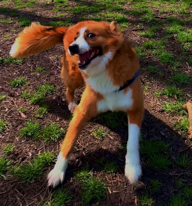 Jester, my dog, mid-zoomies at the park